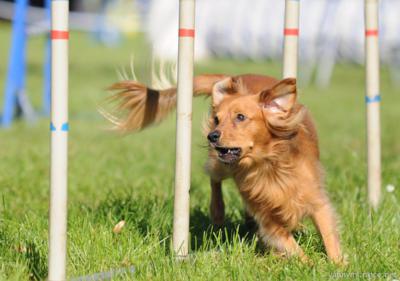 Agility- Bertík v reálu