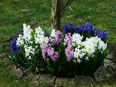 Hyacinty