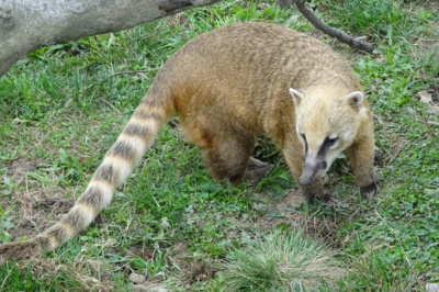 Zoo Tábor