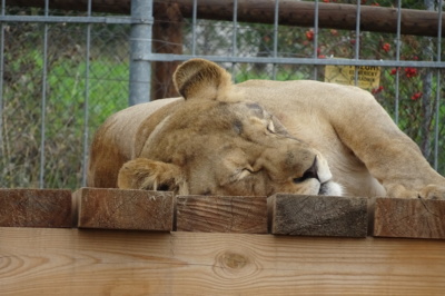 Zoo Tábor