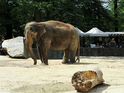 Slonice Bala ZOO Liberec