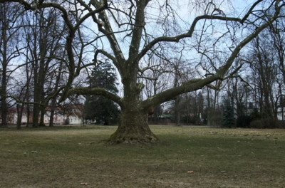 Park Kinských