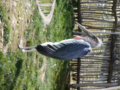 Hluboká ZOO