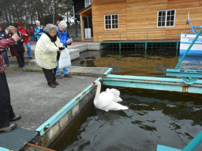 Krmení labutě