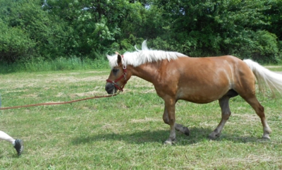 Hříbě ll.