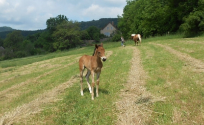 Hříbě ll.