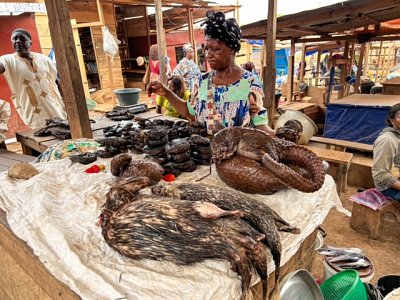 Foto 1_002_bushmeat_luskoun_export.jpg