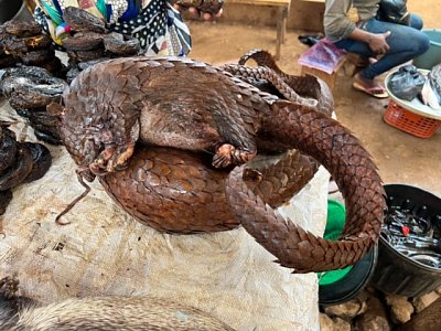 Foto 2_004_bushmeat_luskoun_export.jpg