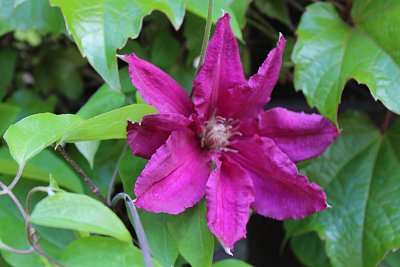 Clematis