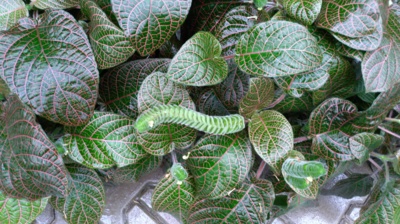 Fittonia Gigantea