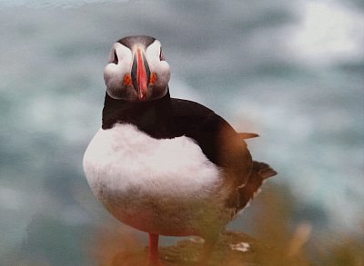 Papuchálek  (Atlantic Puffin, Lundi)