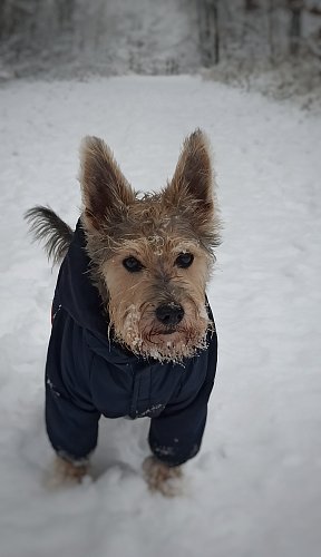 Dobrodružství ve sněhu