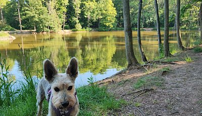 Zdravím od rybníka z lesa Ressl. Robin