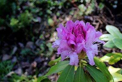 Rododendron