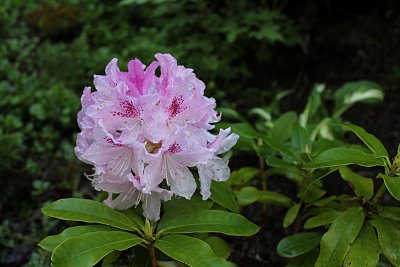 Rododendron