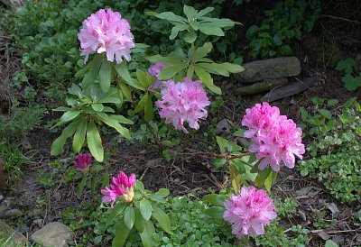 Rododendron