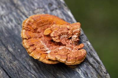 MycoMedica_Reishi_small.jpg