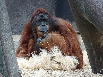 Orangutan sumaterský *