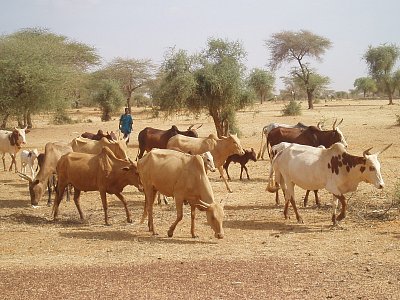 Putování africkým Mali do bájného Timbuktu