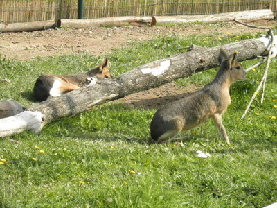 Táborská Zoo