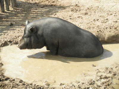 Táborská Zoo