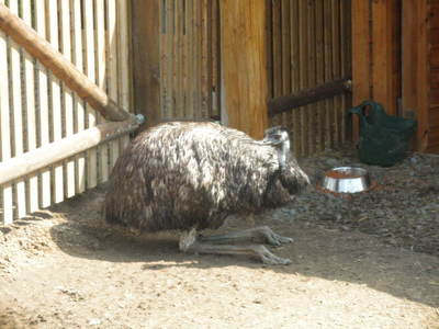 Táborská Zoo