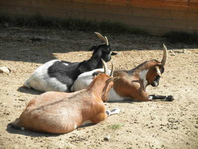 Táborská Zoo