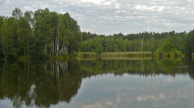 Pateřinka