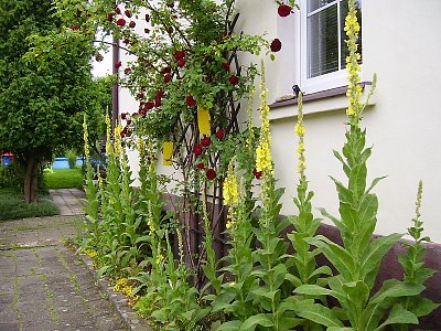 Verbascum - divizny*