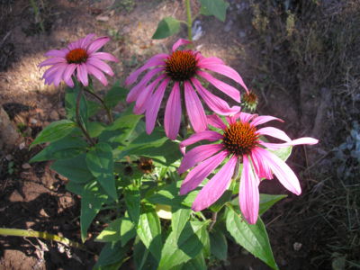 Echinacea