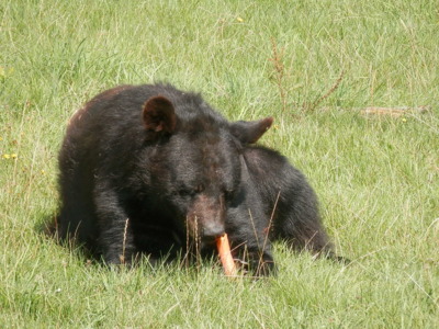 Táborská Zoo