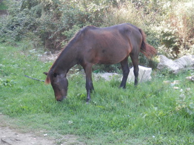 Albánie potřetí