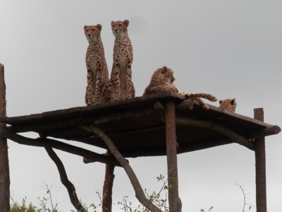 ZOO Praha