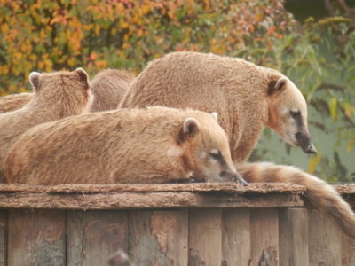 Zoo Tábor v říjnu