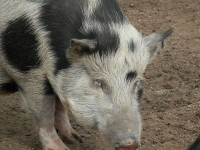 Zoo Tábor v říjnu