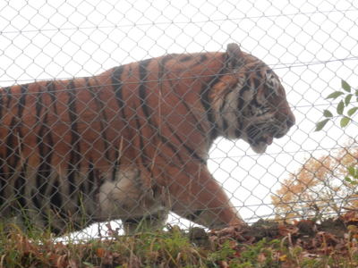 Zoo Tábor v říjnu