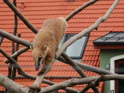 Zoo Tábor v říjnu