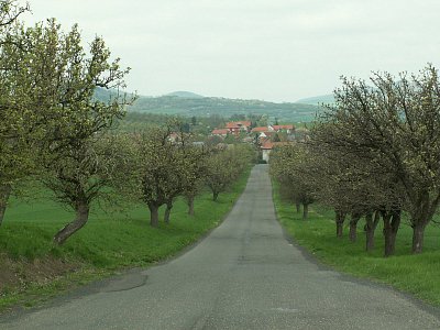 Hrušńová alej těsně před rozkvětem