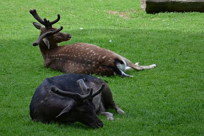 Polední siesta