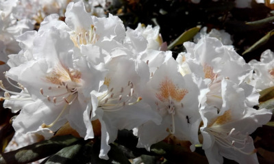 Rhododendron