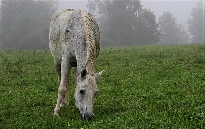 Září_Elena Valeriánová_Na pastvě.JPG