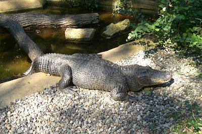 aligator-libor-2008.jpg