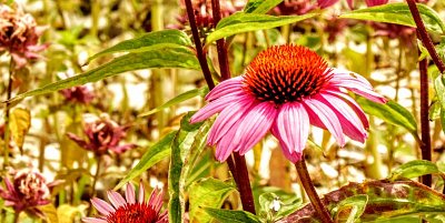 areal-czu-echinacea.jpg