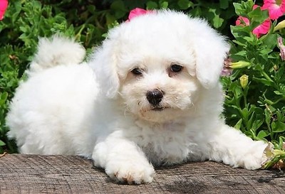 bichon-frisé.jpg