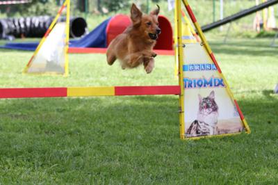 Agility - poslední závody