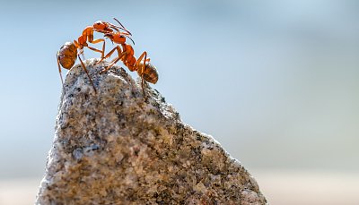 Jak jsem musela použít chemické zbraně hromadného ničení