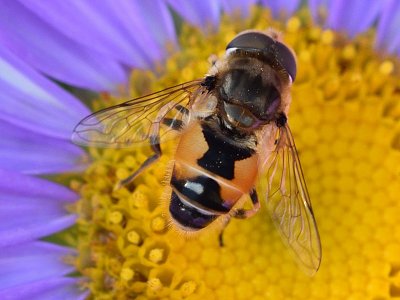 Pestřenka eristalis pertinax