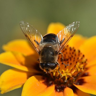 Pestřenka eristalis pertinax