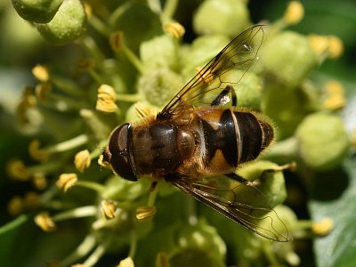 Pestřenka eristalis pertinax