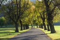 Alej z Rovného na Říp na podzim